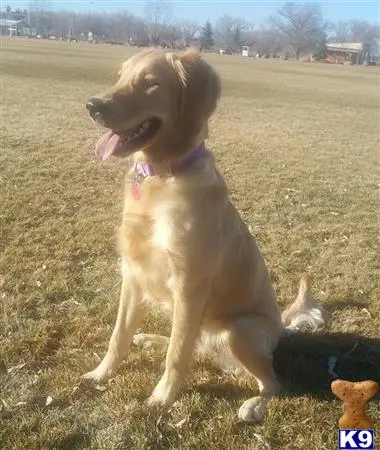 Golden Retriever female dog