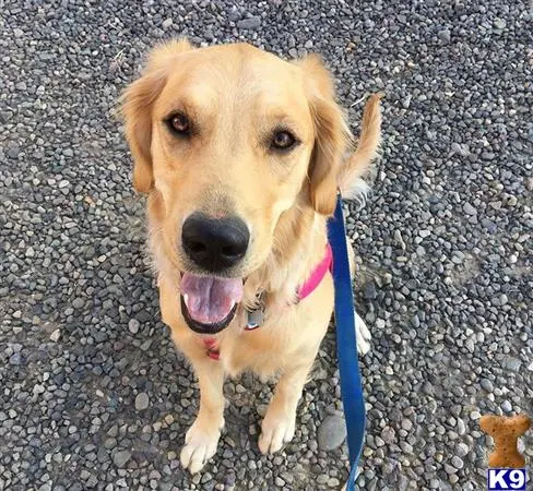 Golden Retriever female dog