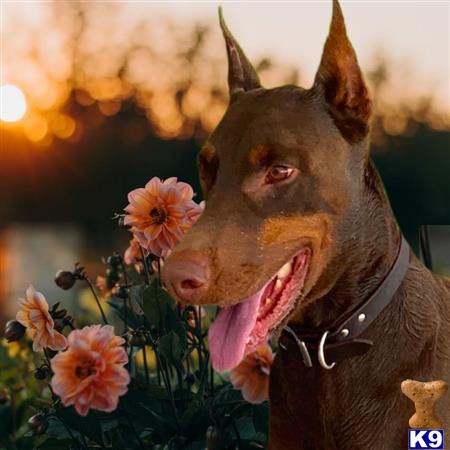 Doberman Pinscher stud dog