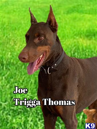 Doberman Pinscher stud dog