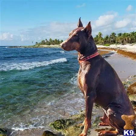 Doberman Pinscher stud dog