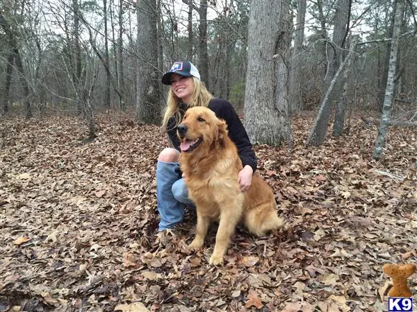 Golden Retriever stud dog