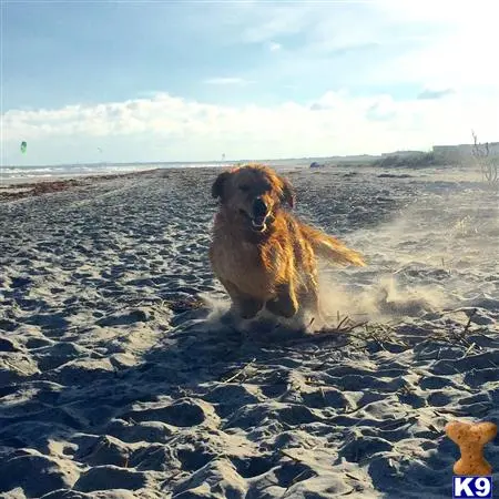 Golden Retriever stud dog