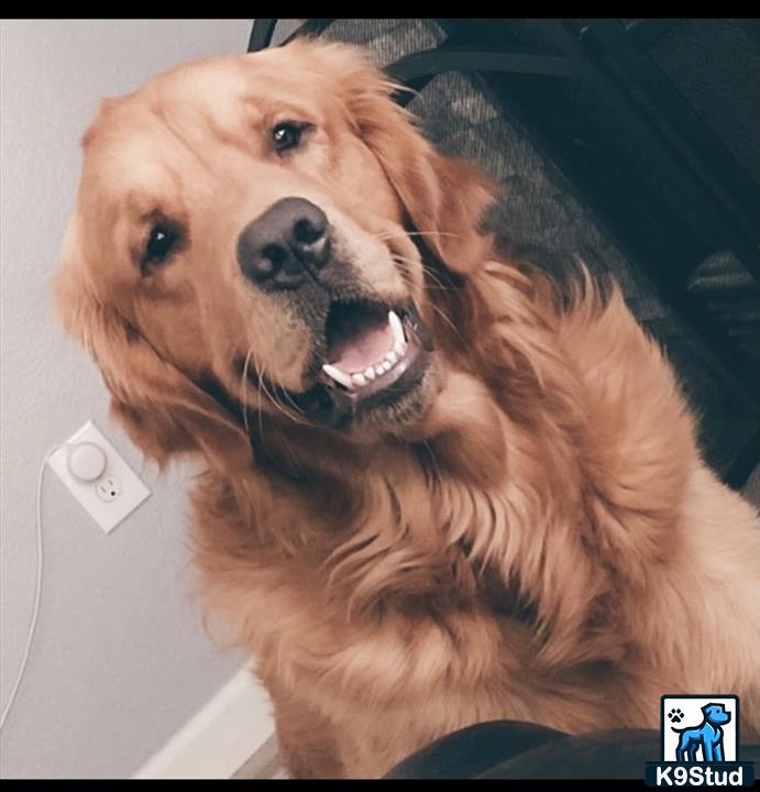 a golden retriever dog with its mouth open