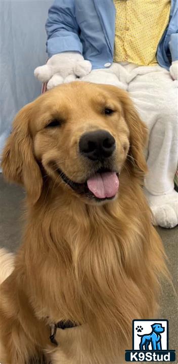 a golden retriever dog lying on a bed