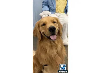 a golden retriever dog lying on a bed