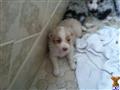 australian shepherd puppy posted by misswhipit