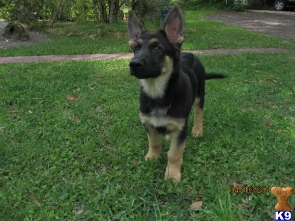 German Shepherd