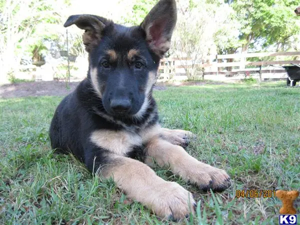 German Shepherd puppy for sale