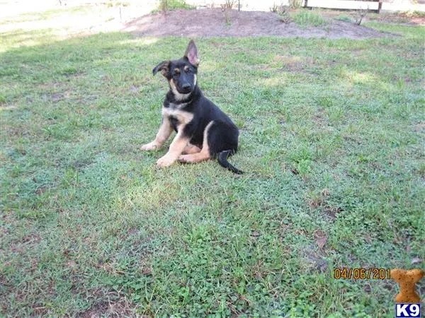 German Shepherd puppy for sale