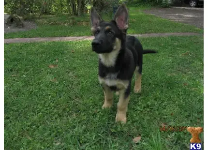 German Shepherd