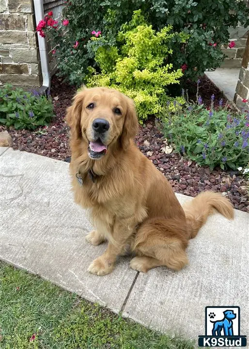 Golden Retriever stud dog