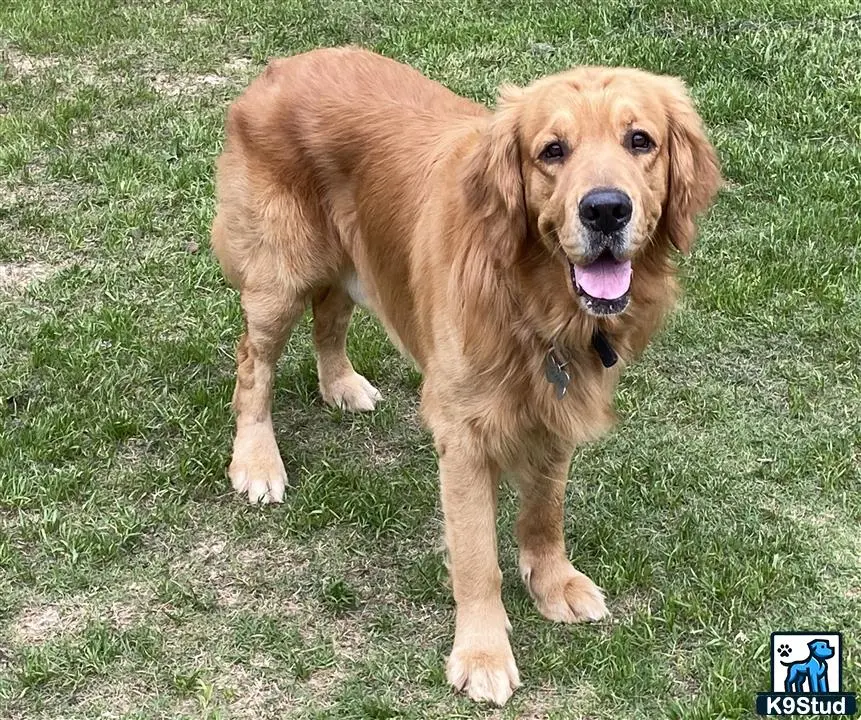 Golden Retriever stud dog