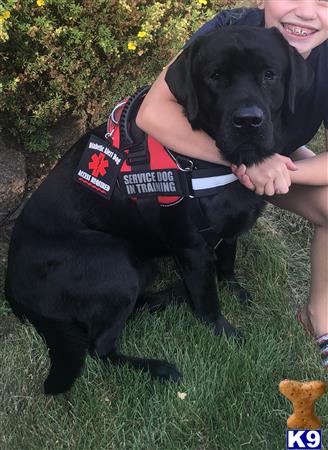 a person holding a labrador retriever dog