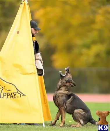 German Shepherd stud dog