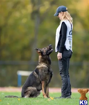 German Shepherd stud dog