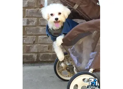 a maltese dog in a cart