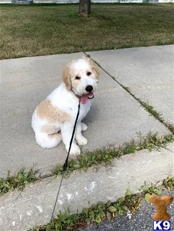 Goldendoodles stud dog