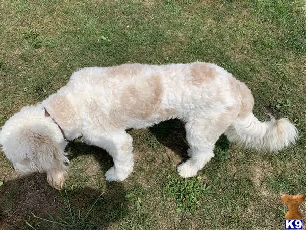 Goldendoodles stud dog