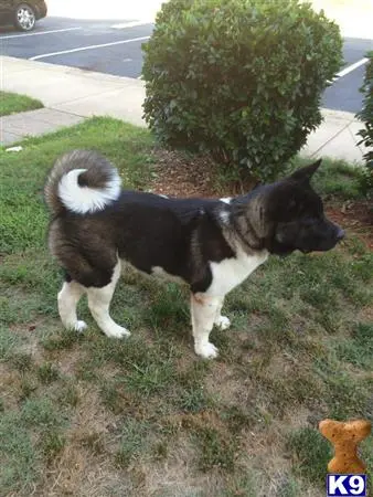 Akita stud dog