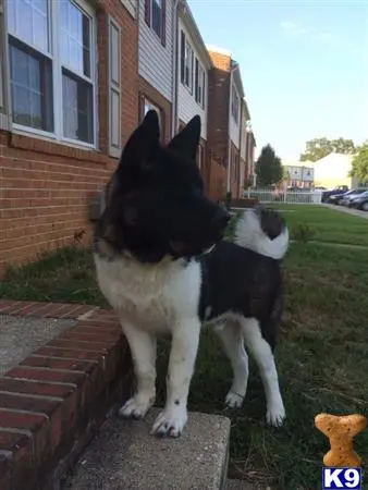 Akita stud dog