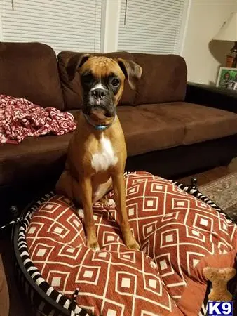 Boxer female dog