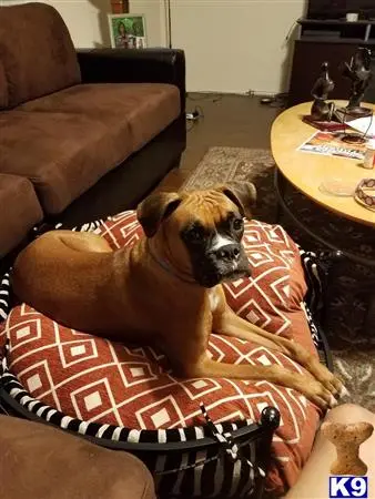 Boxer female dog