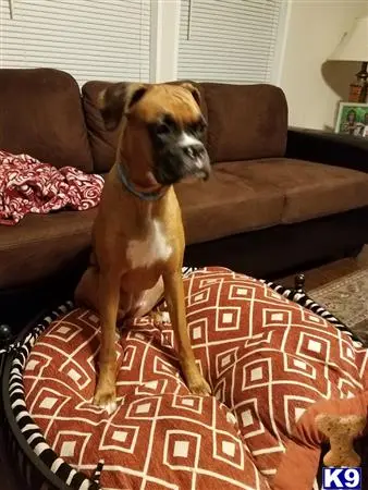 Boxer female dog