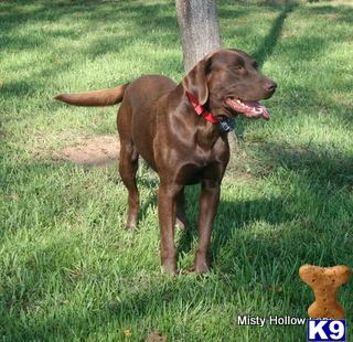 Labrador Retriever dog