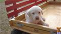 labrador retriever puppy posted by mistyhollowlabs