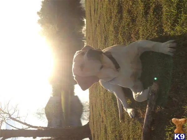 Labrador Retriever stud dog