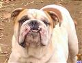 English Bulldog