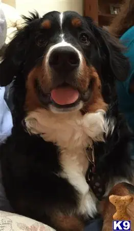 Bernese Mountain Dog