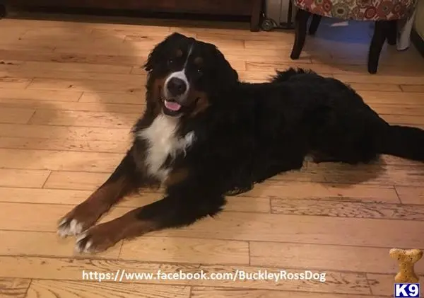 Bernese Mountain Dog stud dog