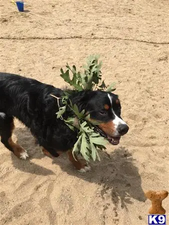 Bernese Mountain Dog stud dog