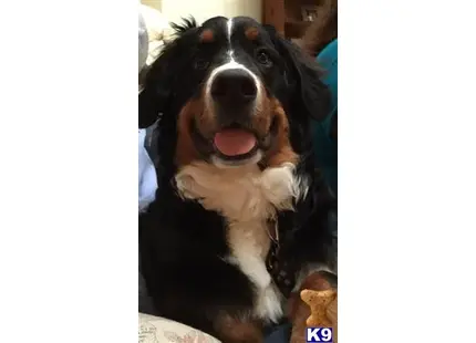 Bernese Mountain Dog