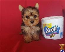 yorkshire terrier puppy posted by mithom