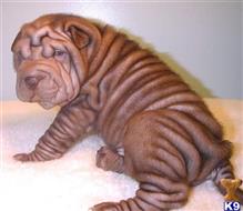 Lilac Chinese Shar Pei For Sale
