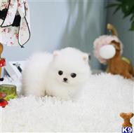 pomeranian puppy posted by mittijenny