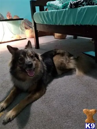 Siberian Husky stud dog: a siberian husky dog lying on the floor