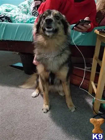 Siberian Husky stud dog: a siberian husky dog sitting on the floor