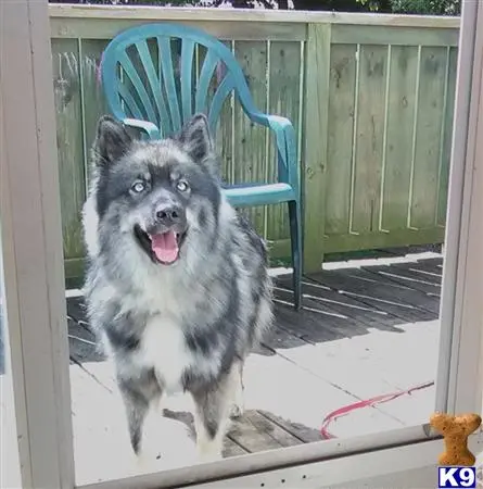 Australian Shepherd stud dog