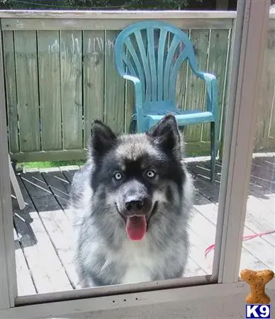 Australian Shepherd stud dog