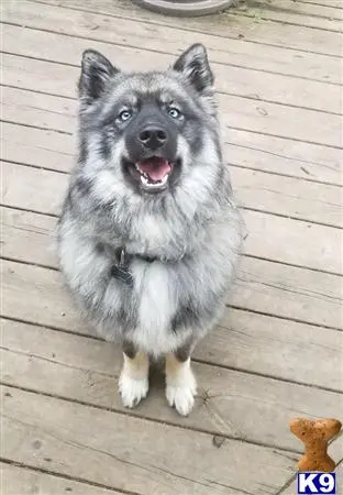 Australian Shepherd stud dog