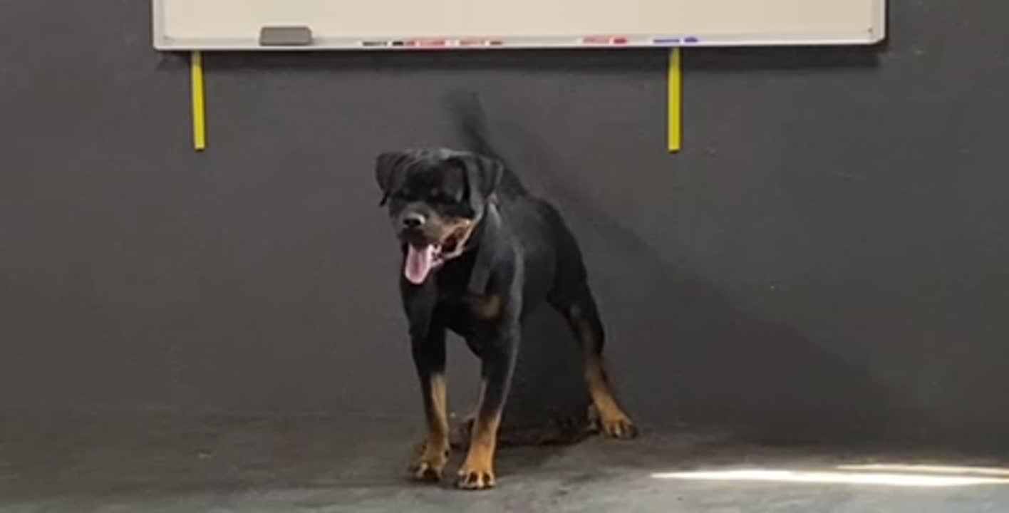Rottweiler stud dog: Error: Operation returned an invalid status code BadRequest<br/>Stack Trace:    at Microsoft.Azure.CognitiveServices.Vision.ComputerVision.ComputerVisionClient.<DescribeImageInStreamWithHttpMessagesAsync>d__41.MoveNext()
--- End of stack t