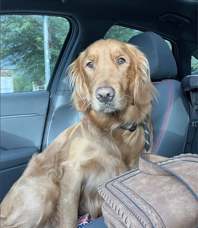 Golden Retriever stud dog: Golden Retriever sitting in a car with a brown bag