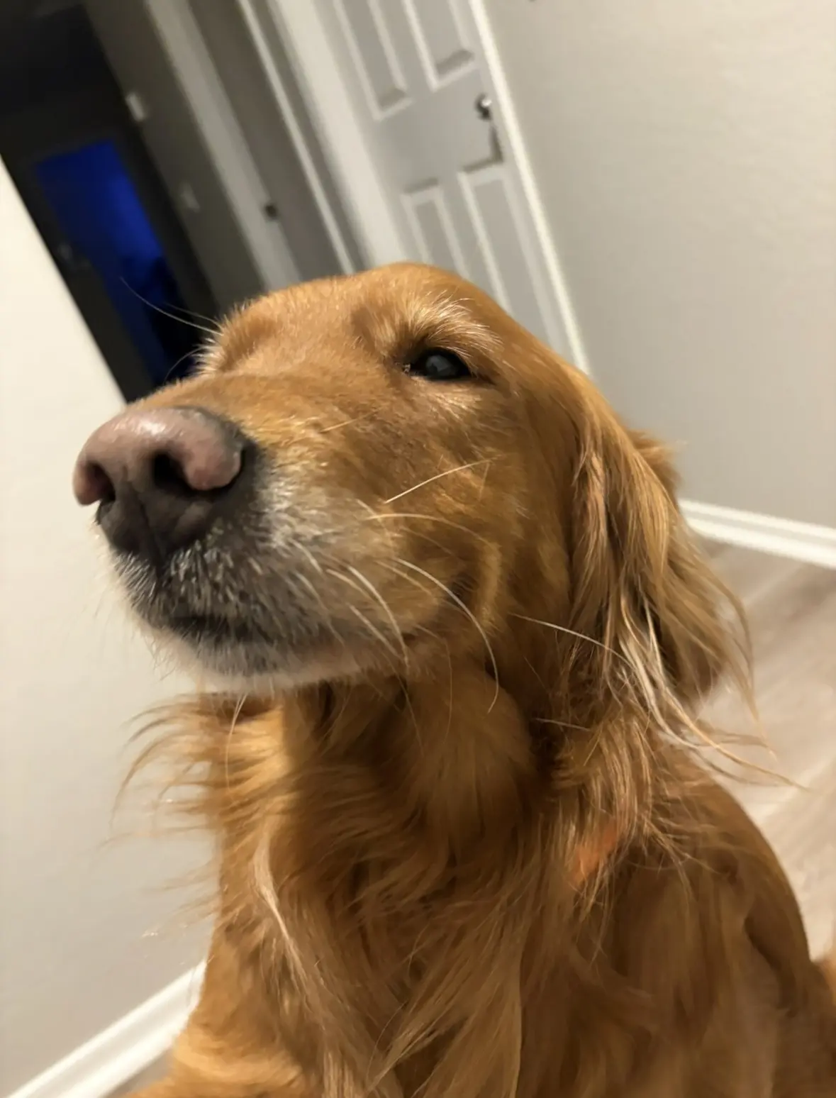 Golden Retriever stud dog: Golden Retriever with a shiny golden coat, looking up indoors