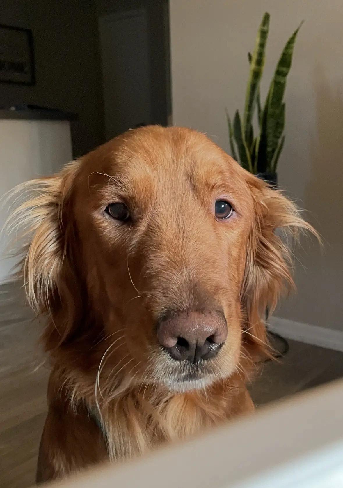 Golden Retriever stud dog: Golden Retriever with a golden coat, sitting indoors