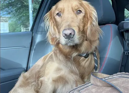 Golden Retriever stud dog: Golden Retriever sitting in a car with a brown bag