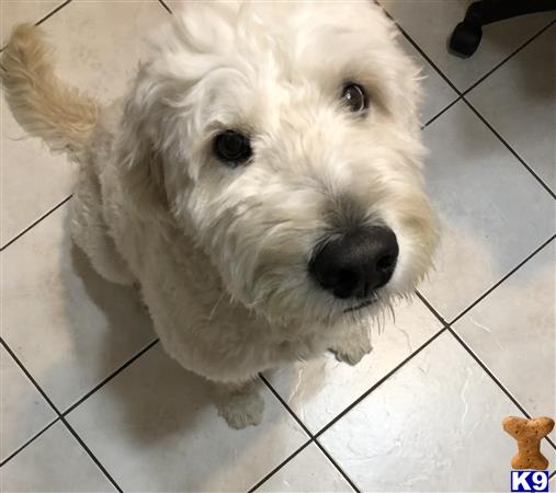 a goldendoodles dog in a cage